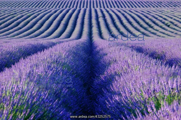 : Colorful rows of Lavender along the Valensole : Colorful rows of Lavender along the Valensole