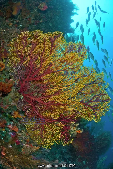 : Colorful sea fan or gorgonian coral, Raja : Colorful sea fan or gorgonian coral, Raja