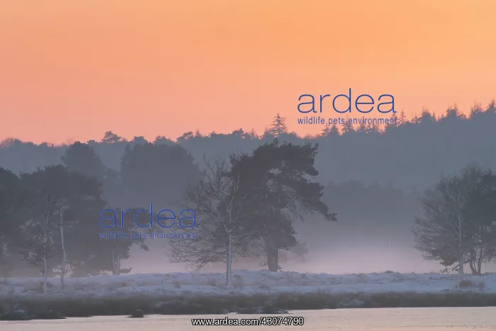: Colorful sky over a winter landscape after sunset : Colorful sky over a winter landscape after sunset