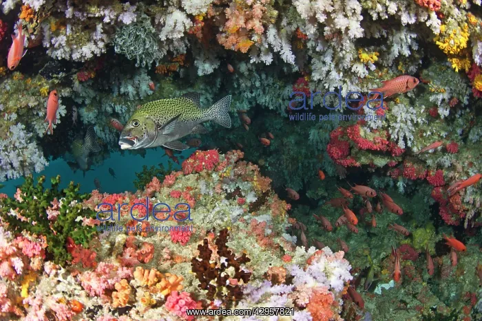 : Colorful Soft Corals and Marine Sponges : Colorful Soft Corals and Marine Sponges