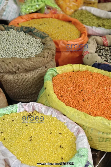 : Colorful spices and legumes, Udaipur, India : Colorful spices and legumes, Udaipur, India
