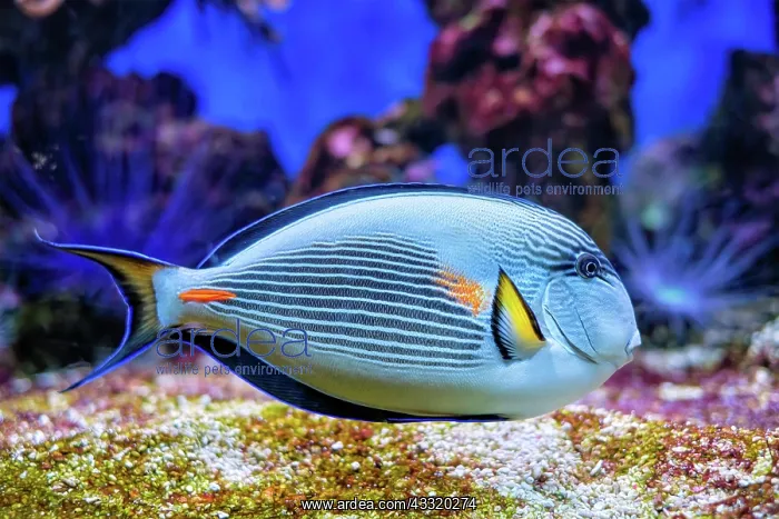 : Colorful tropical fish Sohal Surgeonfish (Acanthurus : Colorful tropical fish Sohal Surgeonfish (Acanthurus