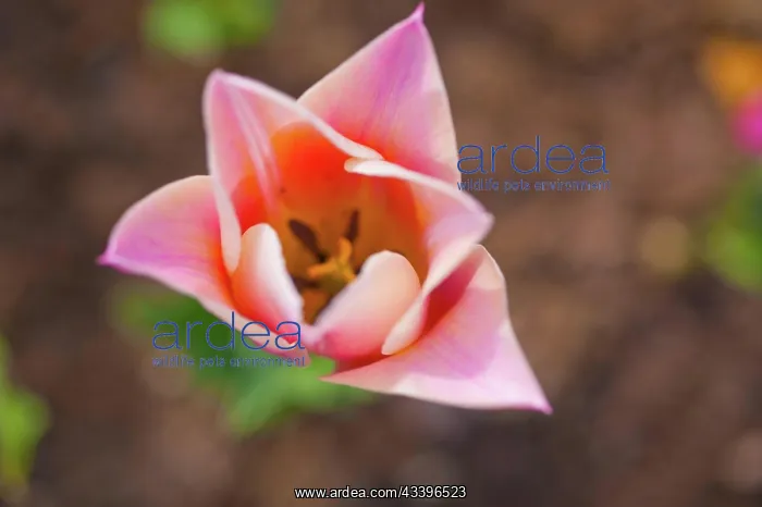 : Colorful tulips flowers field in springtime with : Colorful tulips flowers field in springtime with