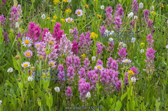 : Colorful Wildflowers--paintbrush, bistrort, daisies / fleabane : Colorful Wildflowers--paintbrush, bistrort, daisies / fleabane
