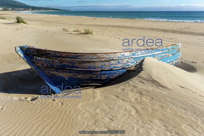 : A colorful wreck of an old wooden rowboat buried in the sand : A colorful wreck of an old wooden rowboat buried in the sand