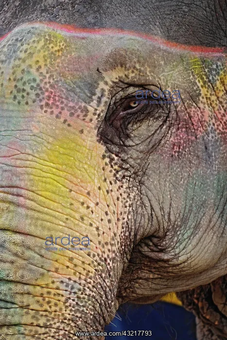 : Colorfully decorated elephant, Amber Fort : Colorfully decorated elephant, Amber Fort