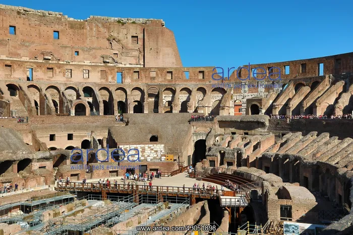 : The Colosseum Roman amphitheatre, Rome, Italy : The Colosseum Roman amphitheatre, Rome, Italy