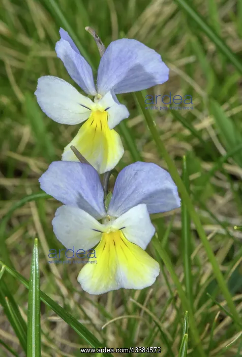 : Colour form of Long-spurred Pansy, Viola calcara : Colour form of Long-spurred Pansy, Viola calcara