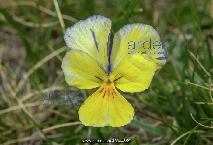 : Colour form of Long-spurred Pansy, Viola calcara : Colour form of Long-spurred Pansy, Viola calcara