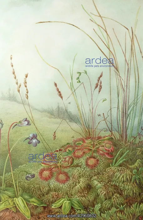 : Colour plate illustrating insectivorous plants : Colour plate illustrating insectivorous plants