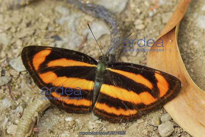 : Colour Sergeant - Nymphalid Butterfly : Colour Sergeant - Nymphalid Butterfly