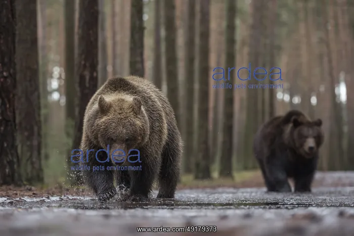 : Colour variations... European brown bear (Ursus (genus) arctos) : Colour variations... European brown bear (Ursus (genus) arctos)