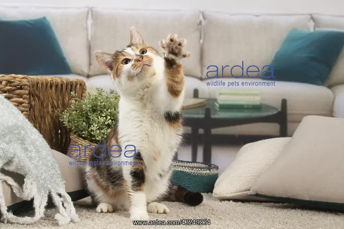 : Two coloured cat indoors : Two coloured cat indoors