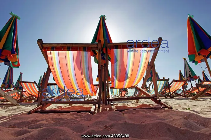 : Colourful beach umbrellas and deckchairs for a summer ho : Colourful beach umbrellas and deckchairs for a summer ho