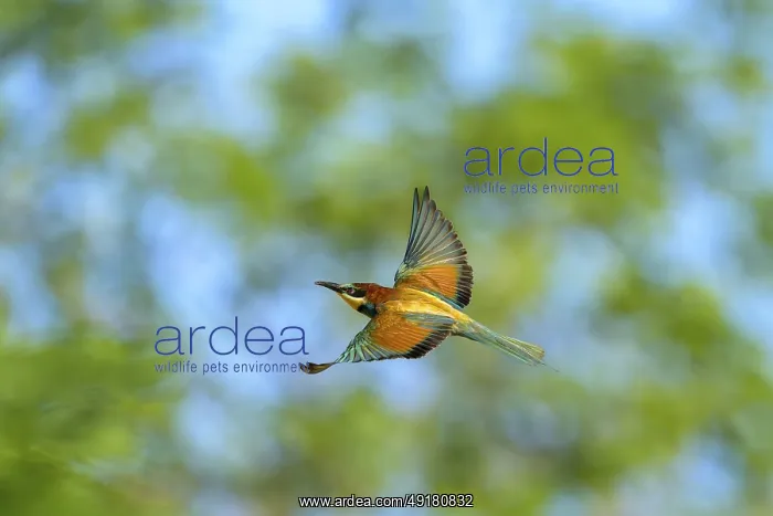 : A colourful bee-eater (Merops apiaster) flies against the blue sky : A colourful bee-eater (Merops apiaster) flies against the blue sky