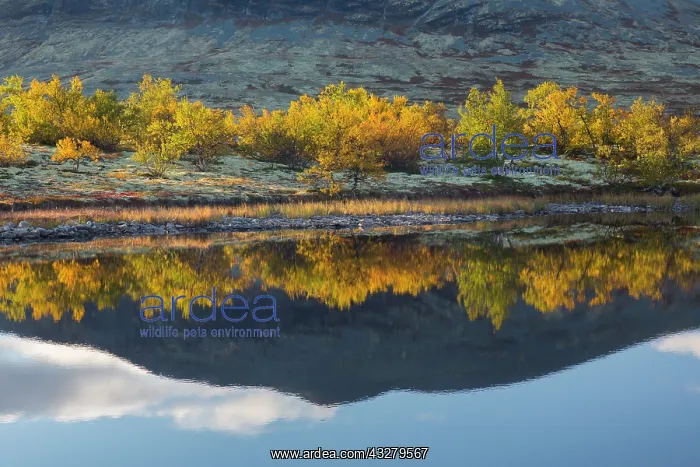: Colourful birches mirrored in a lake - Doraldalen, Rondane N : Colourful birches mirrored in a lake - Doraldalen, Rondane N