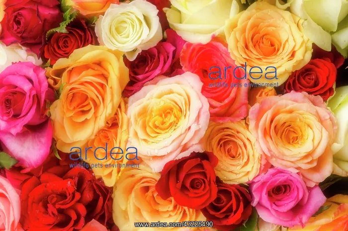  : Colourful bouquet of roses at the weekly farmers