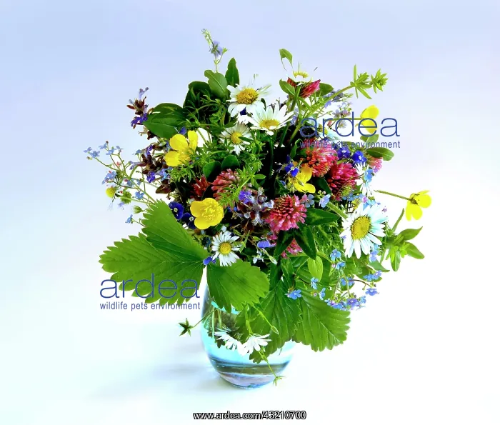  : A colourful bouquet of wild flowers