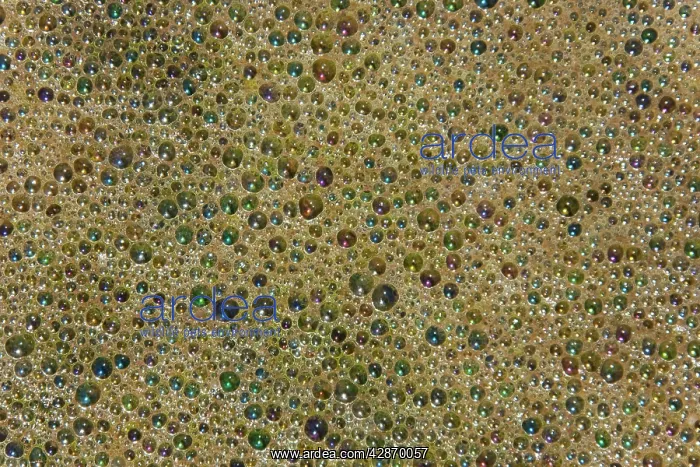 : Colourful bubbles in the standing water of a shallow : Colourful bubbles in the standing water of a shallow