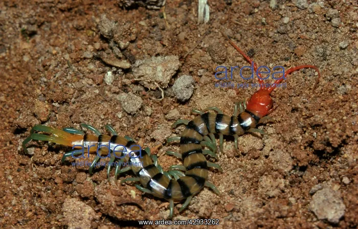 : A colourful centipede, unidentified species : A colourful centipede, unidentified species