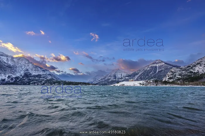 : Colourful clouds in the sky at dawn on a winter morning over Waterton Lake : Colourful clouds in the sky at dawn on a winter morning over Waterton Lake