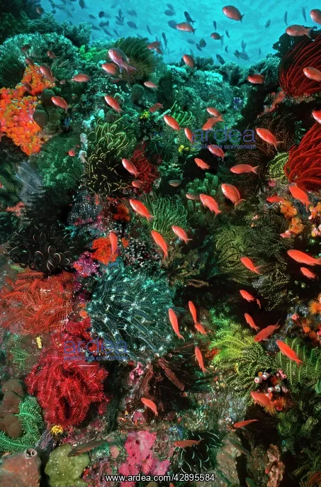 : Colourful coral scene underwater : Colourful coral scene underwater