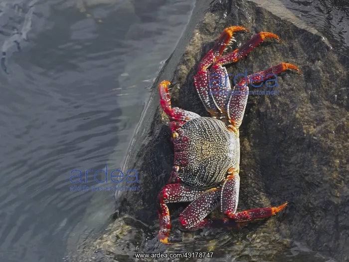 : Colourful crab with dotted legs : Colourful crab with dotted legs