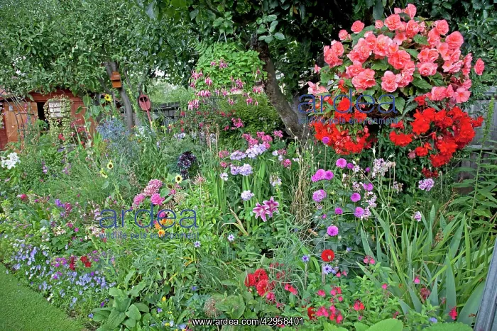 : Colourful display of flowers in garden : Colourful display of flowers in garden