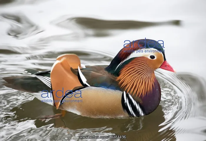 : Colourful feathered Mandarin Duck (Aix galericulata) : Colourful feathered Mandarin Duck (Aix galericulata)