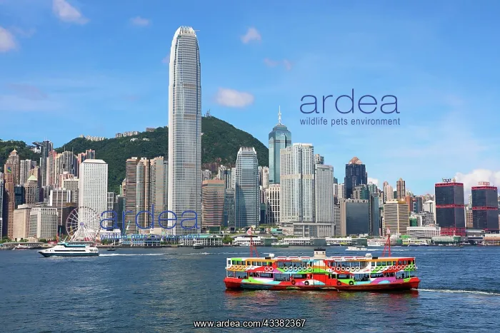 : Colourful Ferry crossing Victoria Harbour and Skyline, Hong : Colourful Ferry crossing Victoria Harbour and Skyline, Hong