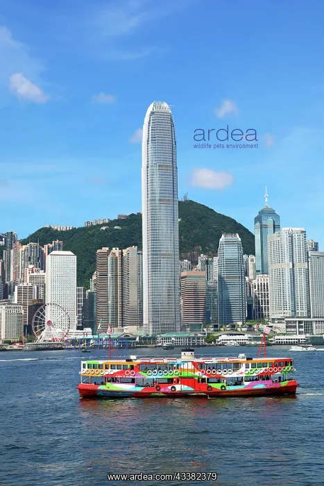 : Colourful Ferry crossing Victoria Harbour and Skyline, Hong : Colourful Ferry crossing Victoria Harbour and Skyline, Hong