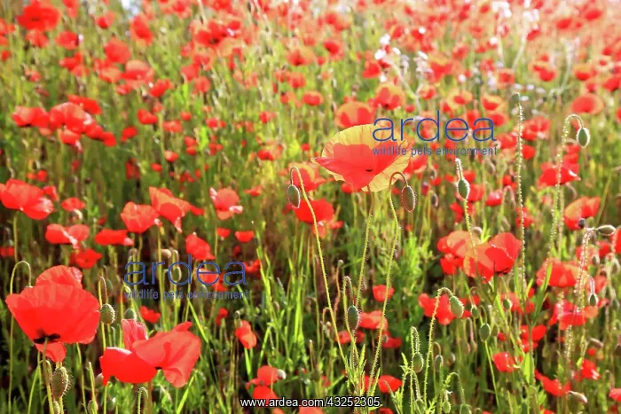 : Colourful flower meadow with poppies. Poppy meadow : Colourful flower meadow with poppies. Poppy meadow