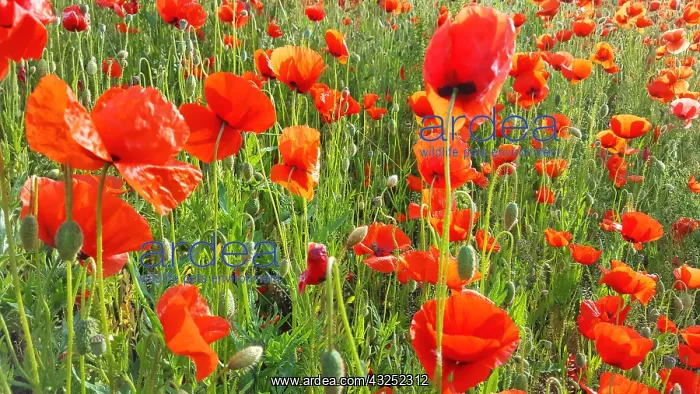 : Colourful flower meadow with poppies. Poppy meadow : Colourful flower meadow with poppies. Poppy meadow