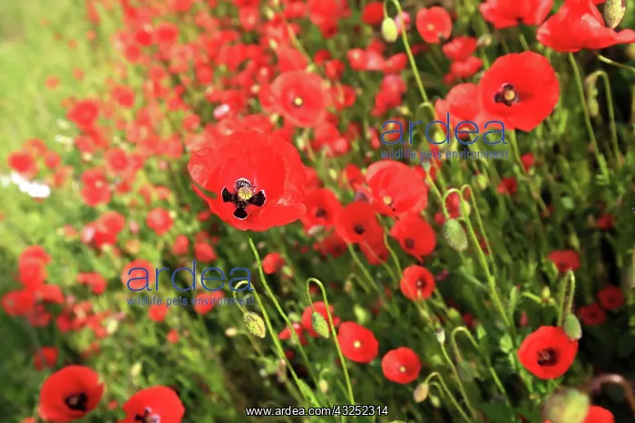 : Colourful flower meadow with poppies. Poppy meadow : Colourful flower meadow with poppies. Poppy meadow