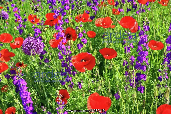 : Colourful flower meadow with poppies and other wildflowers : Colourful flower meadow with poppies and other wildflowers