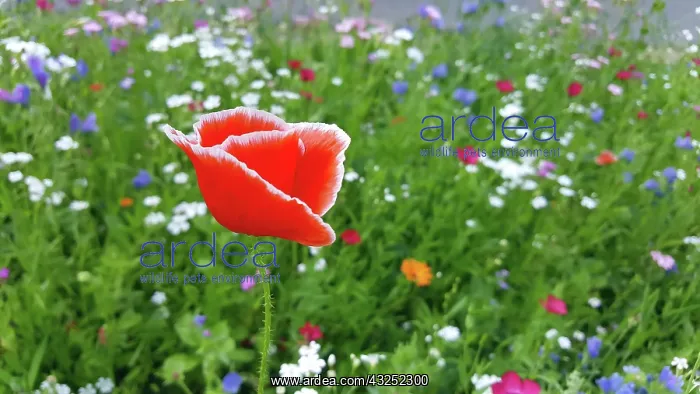 : Colourful flower meadow with a special poppy with : Colourful flower meadow with a special poppy with