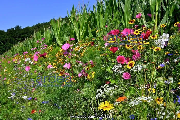 : Colourful flowering strip on a maize field, Sauerland : Colourful flowering strip on a maize field, Sauerland