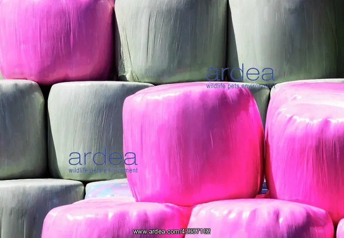 : Colourful hay bales in the meadow near the village o : Colourful hay bales in the meadow near the village o