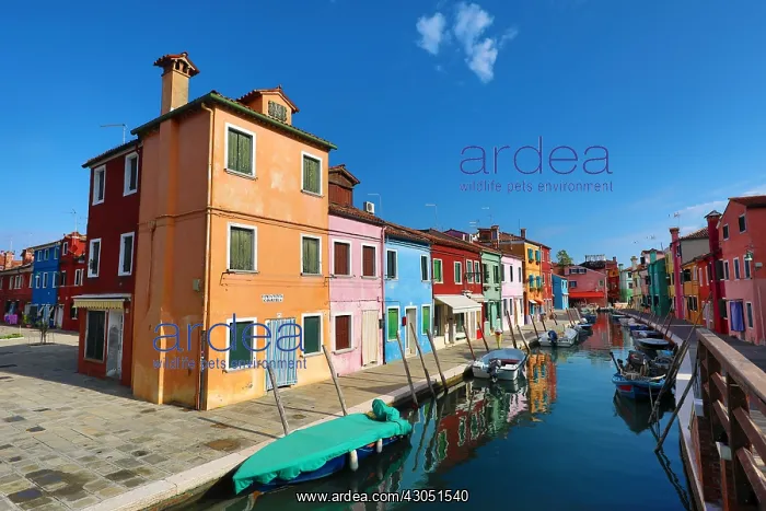 : Colourful houses on the island of Burano, Venetian : Colourful houses on the island of Burano, Venetian