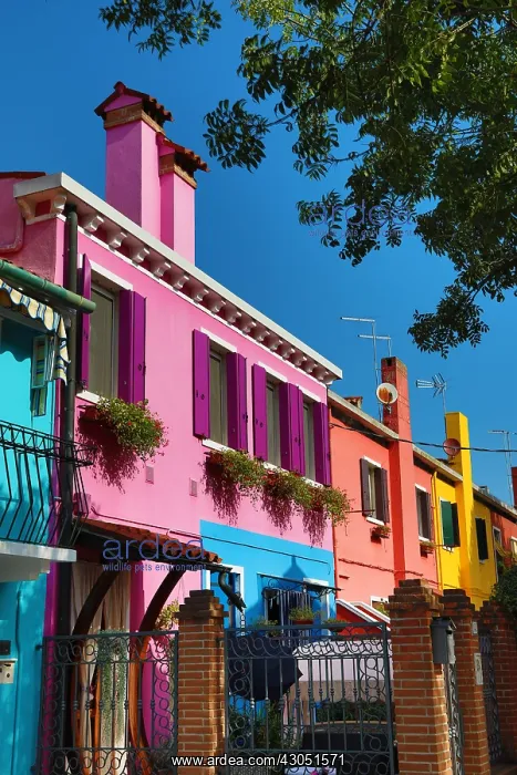 : Colourful houses on the island of Burano, Venetian : Colourful houses on the island of Burano, Venetian