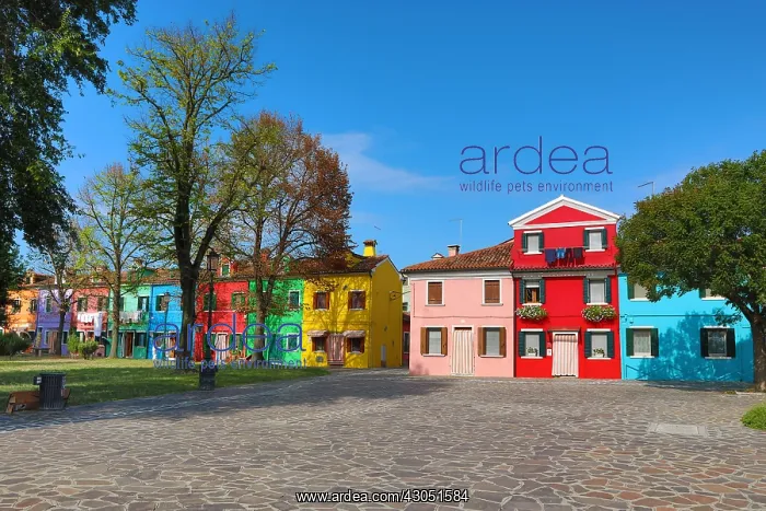 : Colourful houses on the island of Burano, Venetian : Colourful houses on the island of Burano, Venetian