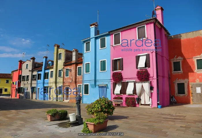 : Colourful houses on the island of Burano, Venetian : Colourful houses on the island of Burano, Venetian