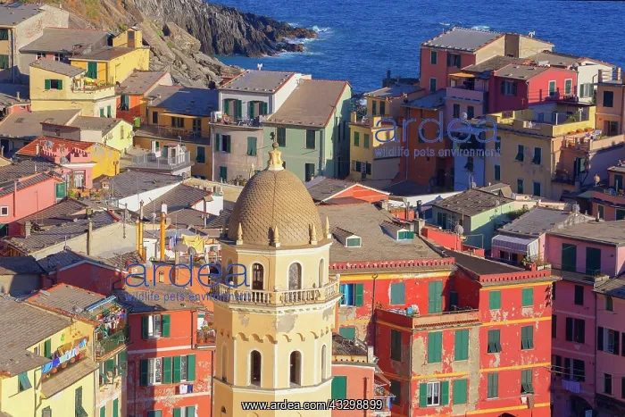 : Colourful houses, Vernazza, Cinque Terre, Liguria : Colourful houses, Vernazza, Cinque Terre, Liguria