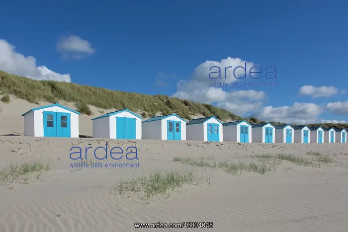 : Colourful huts at the beach - island of Texel - : Colourful huts at the beach - island of Texel -
