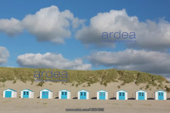 : Colourful huts at the beach - island of Texel - : Colourful huts at the beach - island of Texel -