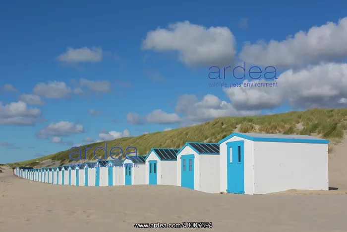 : Colourful huts at the beach - island of Texel - Netherlands : Colourful huts at the beach - island of Texel - Netherlands