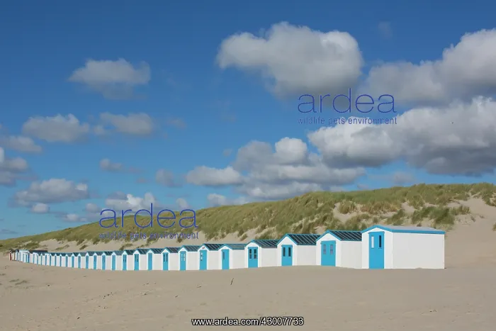 : Colourful huts at the beach - island of Texel - Netherlands : Colourful huts at the beach - island of Texel - Netherlands