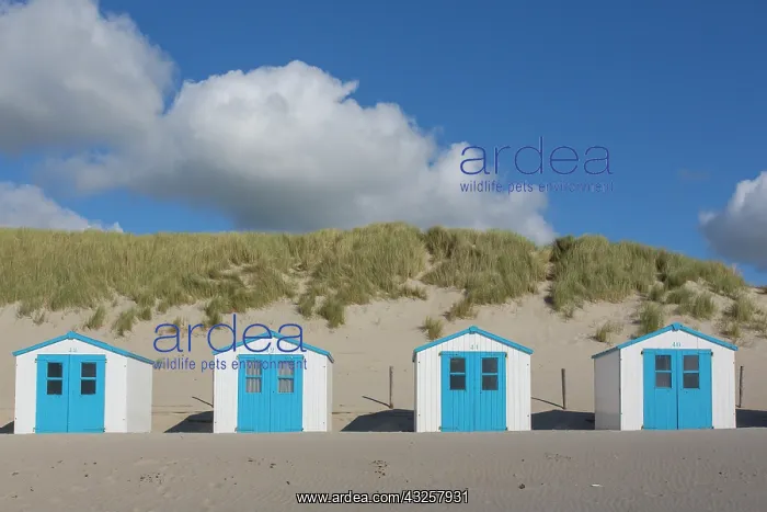 : Colourful huts at the beach - island of Texel - Netherlands : Colourful huts at the beach - island of Texel - Netherlands