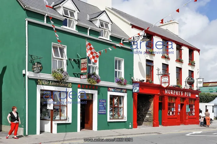 : Colourful painted pubs, Dingle, Kerry, Ireland : Colourful painted pubs, Dingle, Kerry, Ireland