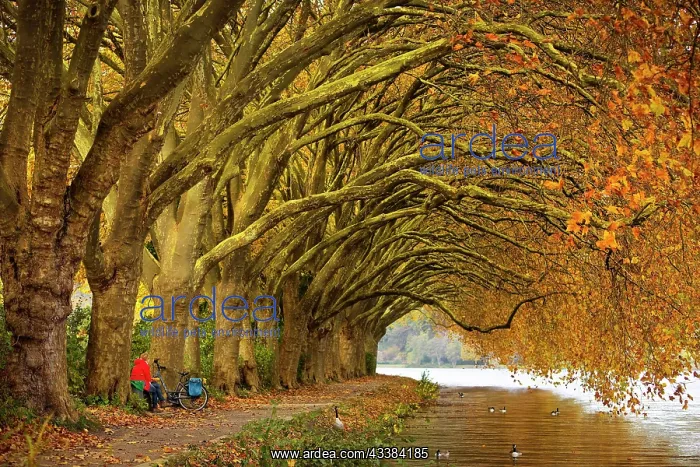 : Colourful plane tree tunnel in autumn over Lake : Colourful plane tree tunnel in autumn over Lake